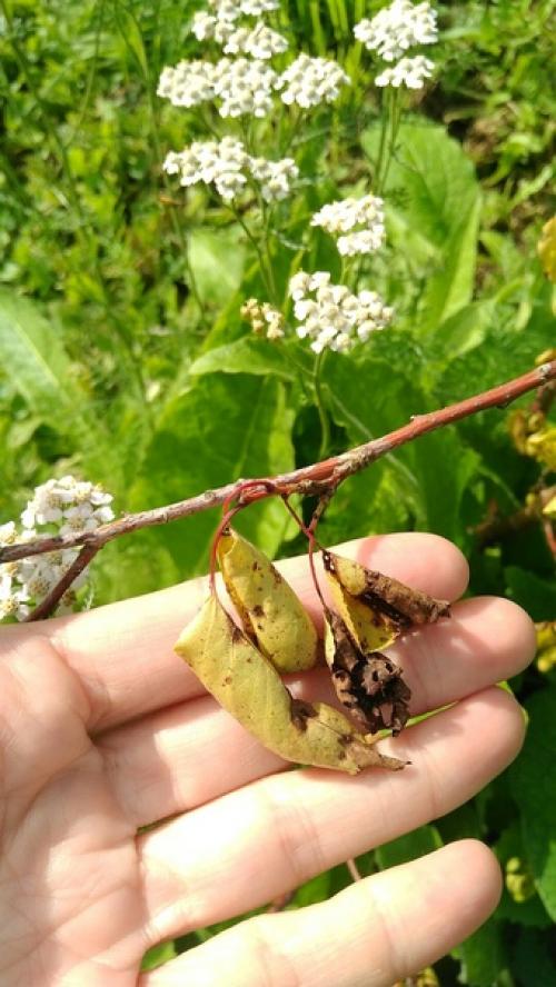 Добрый день!  Подскажите пожалуйста, что делать с абрикосовы м деревом? 02