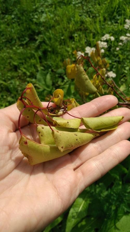 Добрый день!  Подскажите пожалуйста, что делать с абрикосовы м деревом? 01