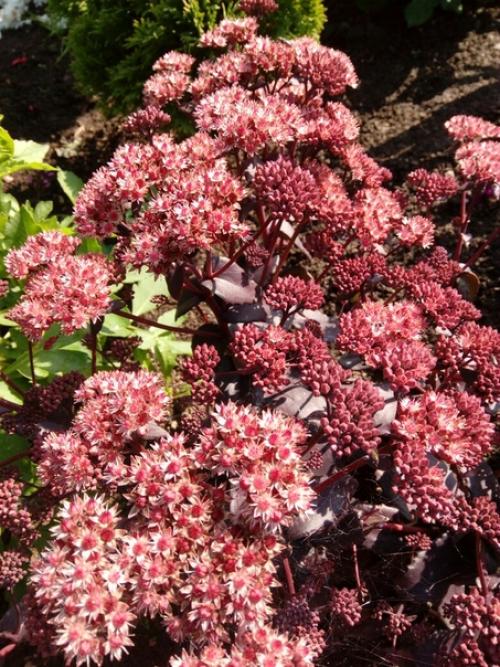 Прислала подписчица сообщества. 05